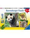 Ravensburger Childrens puzzle panda, tiger and lion (3x 49 pieces) - nr 1
