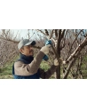 Bosch Pro Pruner Professional 06019K1021 - nr 11