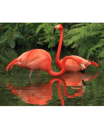 norimpex Malowanie po numer.Flamingi czerwone 1007543