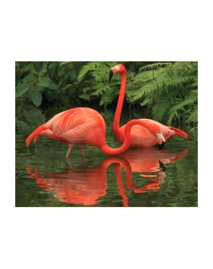 norimpex Malowanie po numer.Flamingi czerwone 1007543 główny