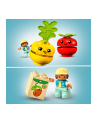 LEGO DUPLO 1,5+ Traktor z warzywami i owoc..10982 - nr 4