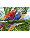 norimpex Malowanie po numerach Dwie papugi 1008934 - nr 1