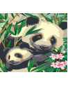 norimpex Malowanie po numerach 40x50cm Pandy w liściach, rysunek 1008947 - nr 1