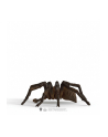 Schleich 13987 Aragog - nr 18