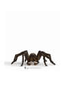 Schleich 13987 Aragog - nr 19