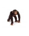 Schleich 17058 Szympans samiec - nr 1