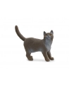 Schleich 13973 Kot brytyjski króktowłosy - nr 5
