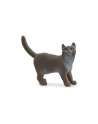 Schleich 13973 Kot brytyjski króktowłosy - nr 6