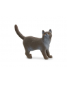 Schleich 13973 Kot brytyjski króktowłosy - nr 4