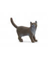 Schleich 13973 Kot brytyjski króktowłosy - nr 5