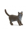 Schleich 13973 Kot brytyjski króktowłosy - nr 6