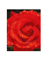 ideyka Malowanie po numerach 40x50cm Róża w diamentach - nr 1