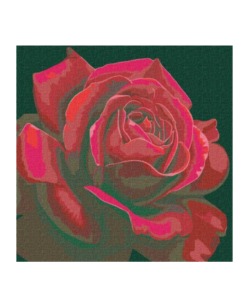 ideyka Malowanie po numerach 40x40cm Czerwona róża