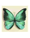 ideyka Malowanie po numerach 25x25cm Zielony motyl - nr 1
