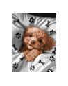 ideyka Malowanie po numerach 30x40cm Uroczy Maltipoo - nr 1