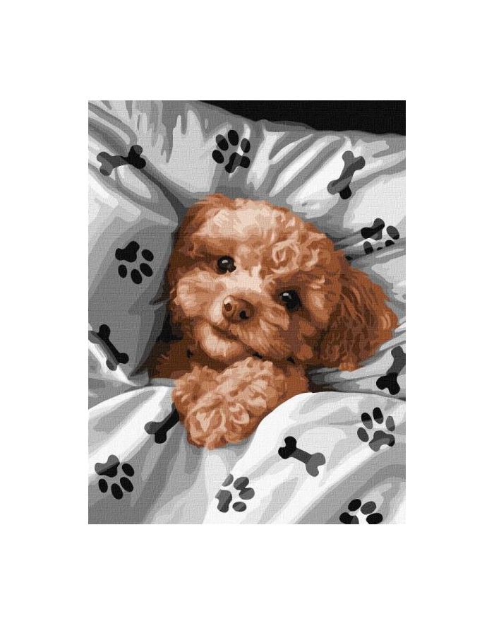 ideyka Malowanie po numerach 30x40cm Uroczy Maltipoo główny
