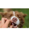 contipro GELOREN Large Dog Suplement dla psa  - 420g - nr 7