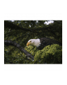 Panasonic Lumix G9II (Body) DC-G9M2E - nr 12