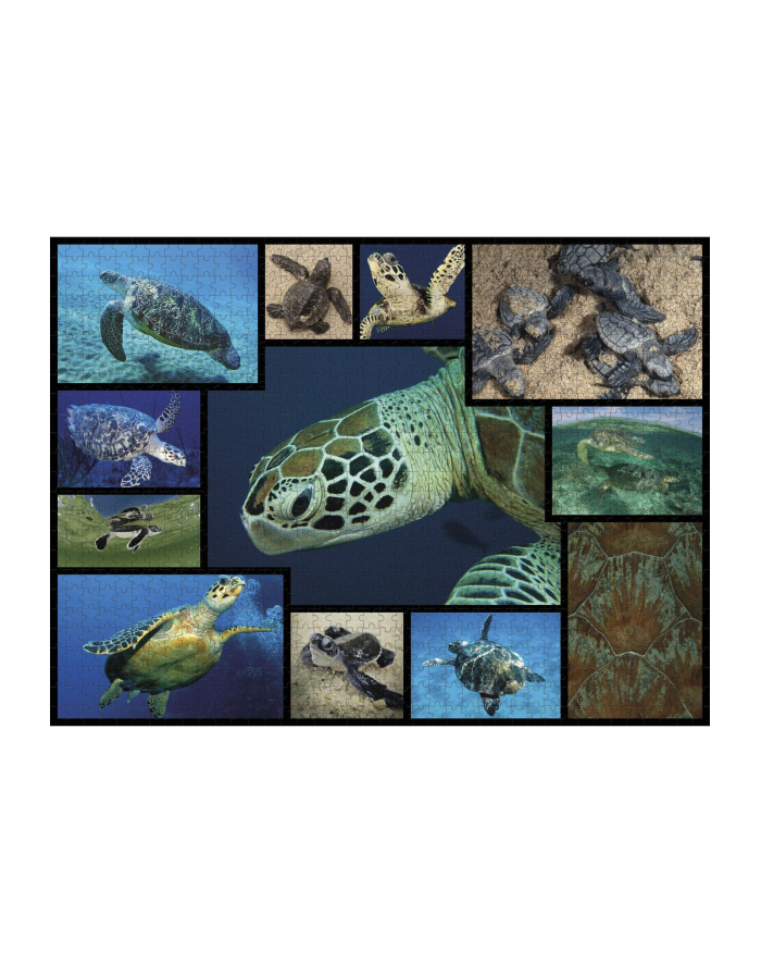 Ambassador Sea Turtles 1000 Pieces główny