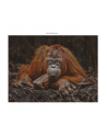 Ambassador Wildlife Eye Contact 3x 1000 Pieces (Donal Boyd) - nr 2