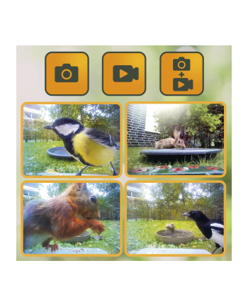 Easypix Bird Cam