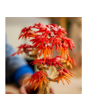 LEGO BOTANICALS 10348 JAPANESE RED MAPLE BONSAI TREE - nr 6