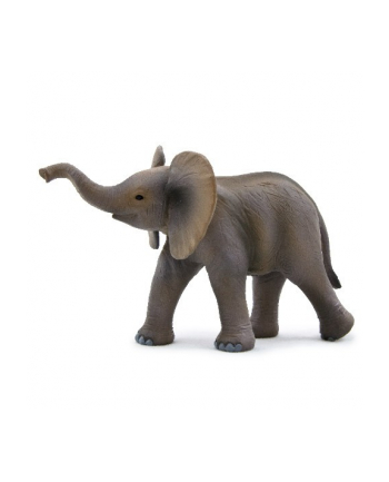 ANIMAL P. Słoniątko afrykańskie