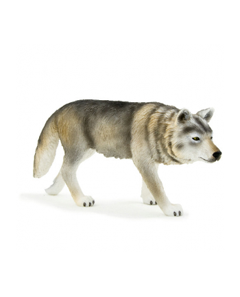 ANIMAL P. Wilk szary polujący nr 1