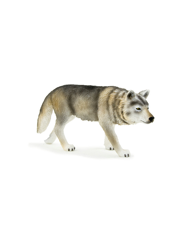 ANIMAL P. Wilk szary polujący główny