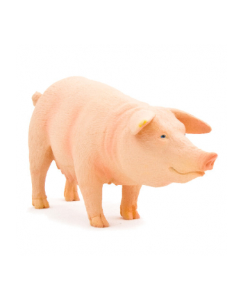 ANIMAL P. Maciora nr 1