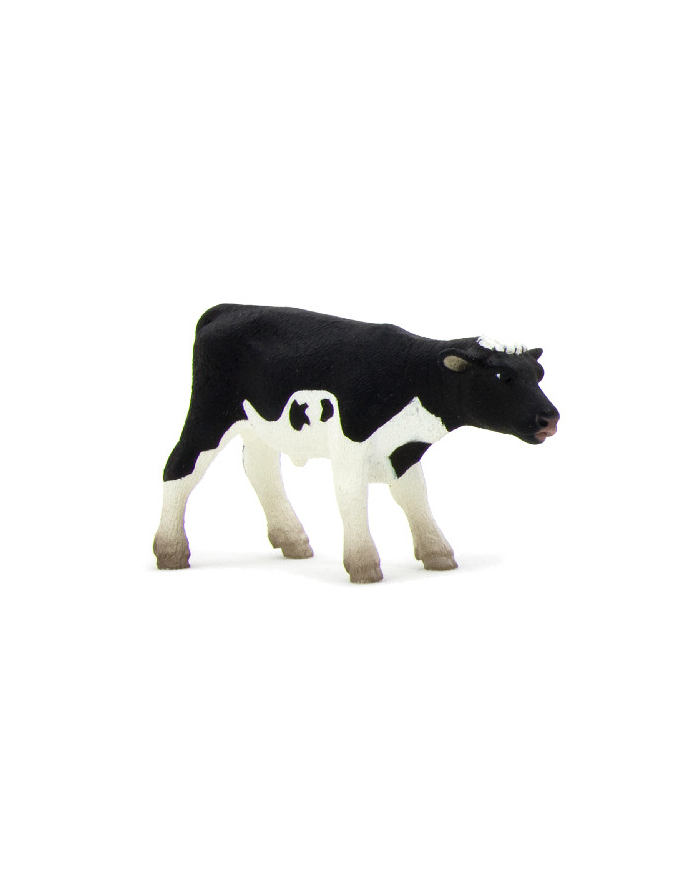 ANIMAL P. Cielę rasy holsztyńskiej główny