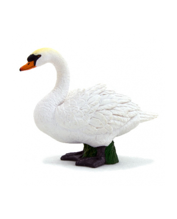 ANIMAL P. Łabędź niemy