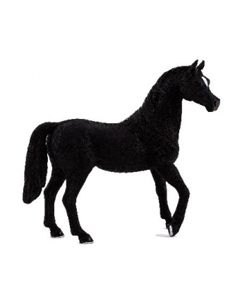 ANIMAL P. Czarny ogier rasy arabskiej