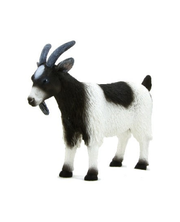 ANIMAL P. Kozioł nr 2