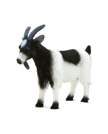 ANIMAL P. Kozioł nr 1