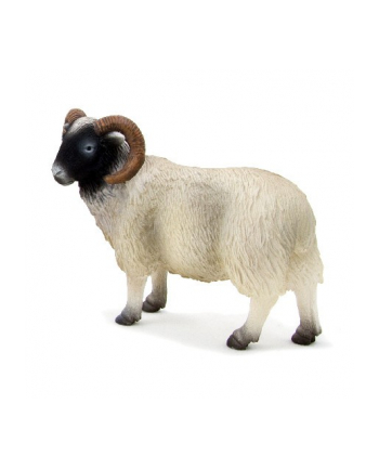 ANIMAL P. Baran czarnogłówka