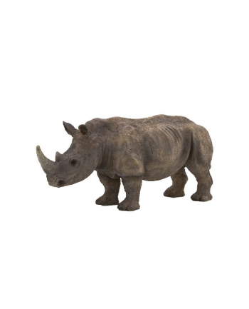 ANIMAL P. Nosorożec biały