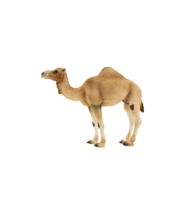 ANIMAL P.  Wielbłąd arabski