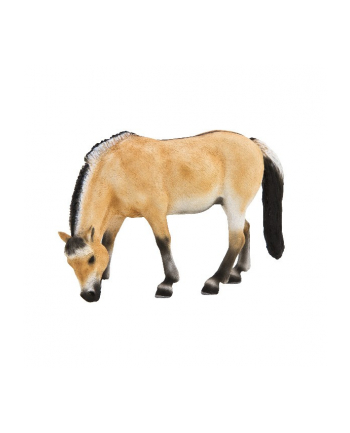 ANIMAL P. Klacz fiordzka