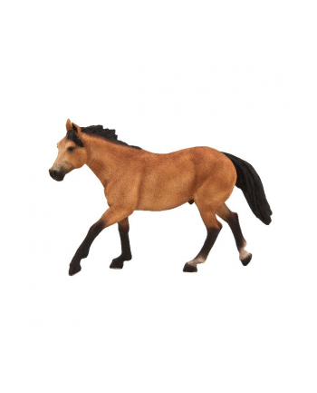 ANIMAL P. Koń rasy Quarter