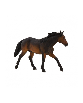 ANIMAL P. Koń rasy Quarter