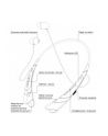 ART SŁUCHAWKI BT Z MIKROFONEM AP-B21 czarne/czerw (RING) sport - nr 3