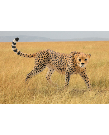 SCHLEICH Samica geparda