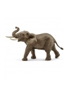 SCHLEICH Samiec słonia afrykańskiego - nr 6