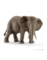 SCHLEICH Samica słonia afrykańskiego - nr 1