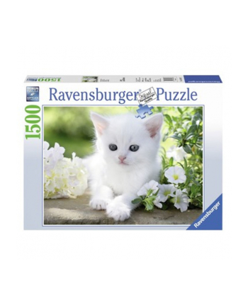 RAVEN. 1500 EL. Biały kociak