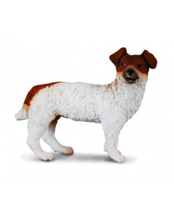 Pies Jack Russell Terier. COLLECTA