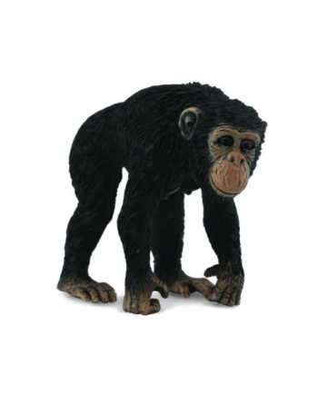 Szympans samica 88493 COLLECTA