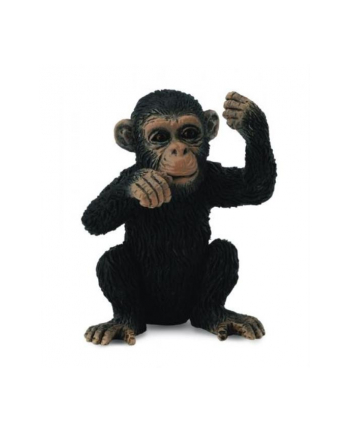 Szympans młody myślący. COLLECTA