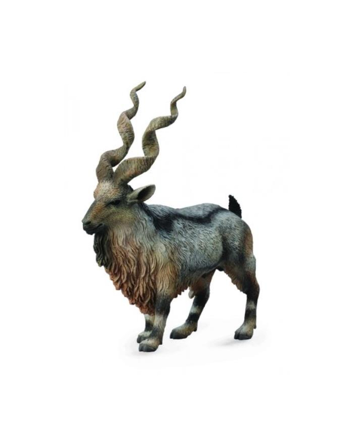 Rogacz Tadjik Markhor. COLLECTA główny
